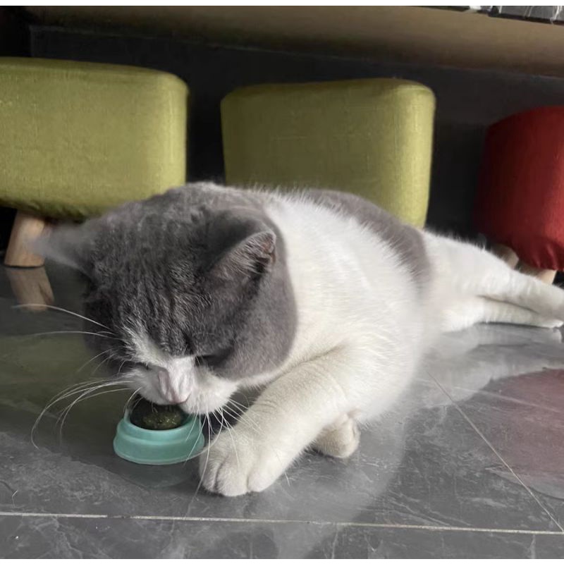 Viên Cỏ Bạc Hà Gắn Tường Giảm Stress Cho Mèo