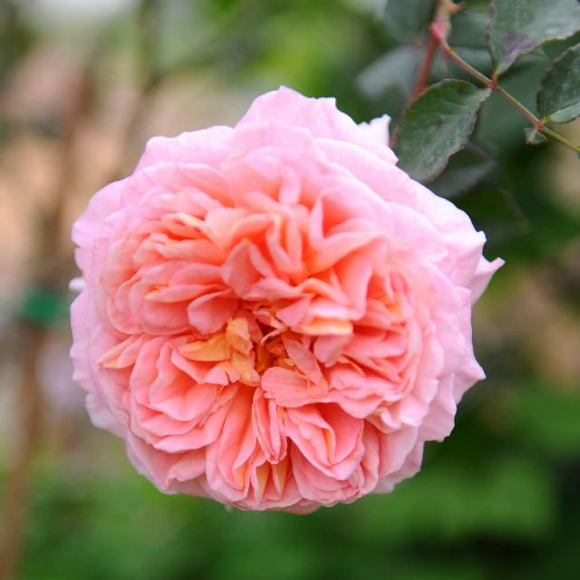 Hồng ngoại Abraham Darby Rose (hồng leo)