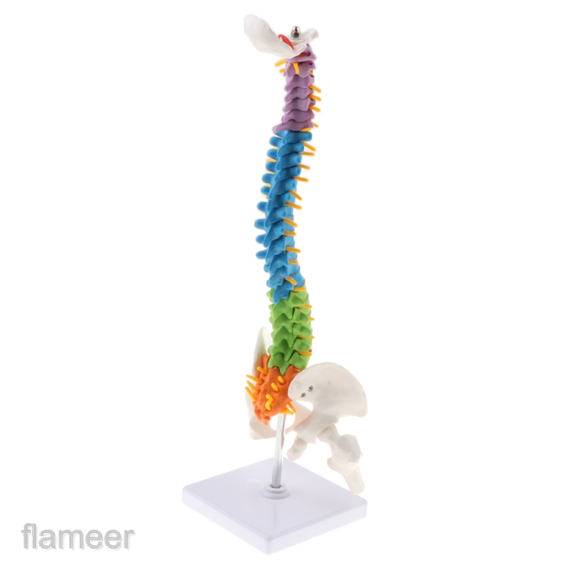 Mô Hình Giải Phẫu Cột Sống Và Xương Chậu Của Con Người Tỉ Lệ 1:1 Dùng Trong Giảng Dạy