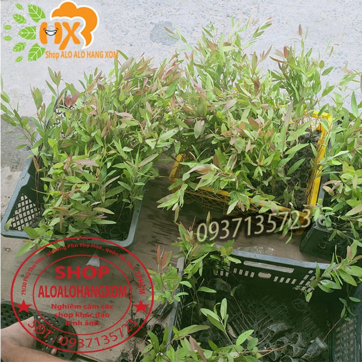 Cây bạch đàn đỏ cây giống -combo 50 cây