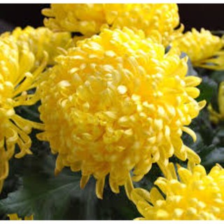 hạt giống Hoa cúc vàng đại đóa 1000 hạt