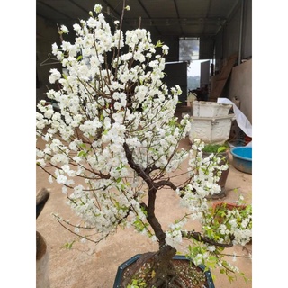 Cây giống nhất chi mai (mai trắng)