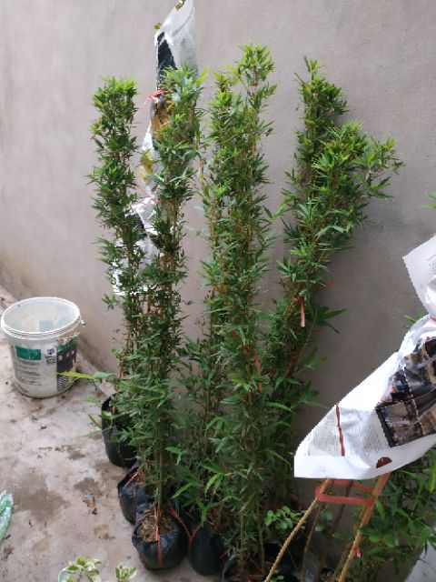 Trúc quân tử bán nguyên bụi