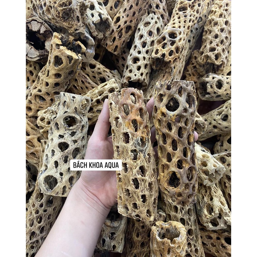 Lũa Cholla đủ size cho bể cá tép thủy sinh