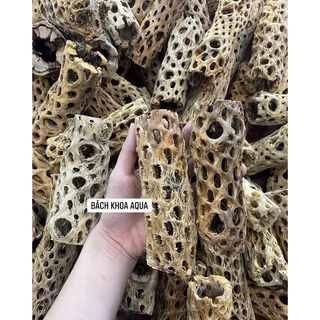 Lũa Cholla trang trí bể tép và thủy sinh đủ size