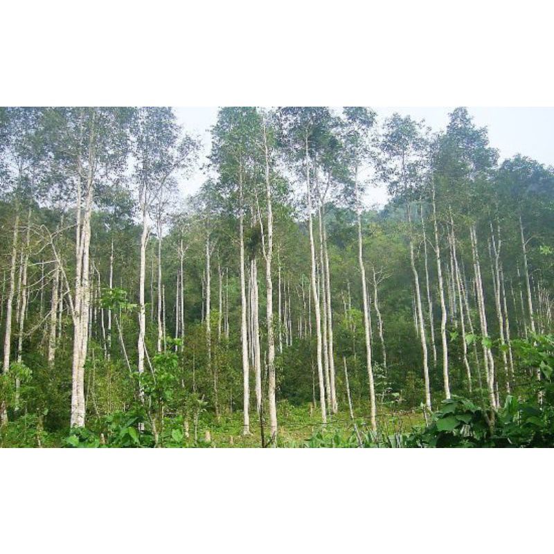 Cây keo, bạch đàn, Quế giống