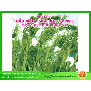 HẠT GIỐNG BẦU ĂN NGỌN