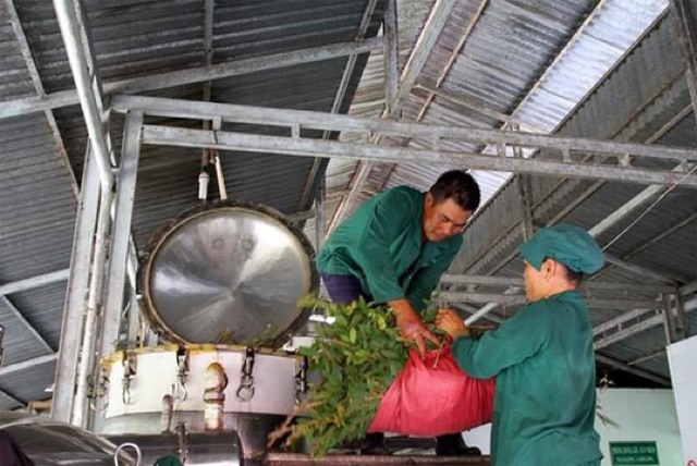 Dầu tràm Bảo Nhiên nguyên chất 100%