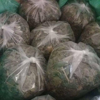 Chè vằng