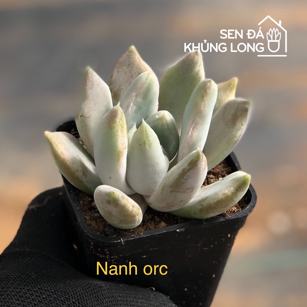 sen đá Nanh Orc - echeveria Machete