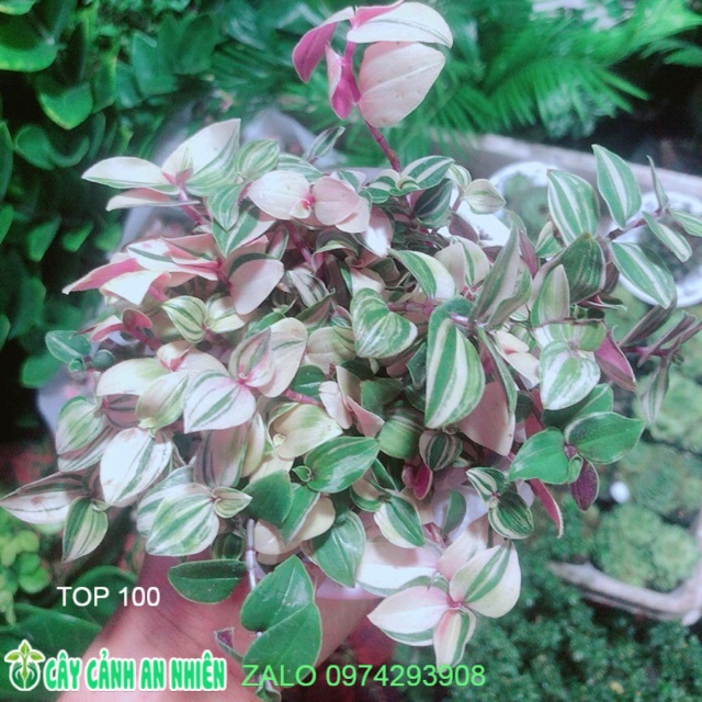 Cây Thằn Lằn Thái Kèm Chậu Sứ