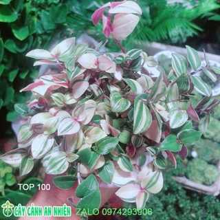 Cây Thằn Lằn Thái Kèm Chậu Sứ