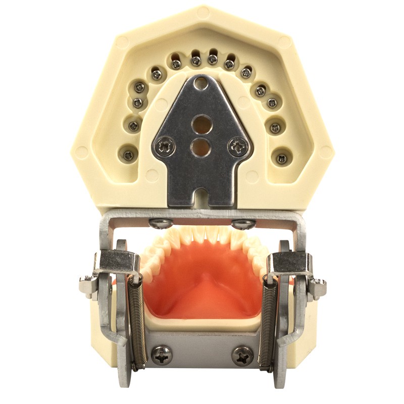 Mô Hình Hàm Răng Tiêu Chuẩn Có Thể Tháo Rời Hỗ Trợ Giảng Dạy Nha Khoa