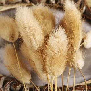 Phụ kiện chụp ảnh bông lau - cỏ lông thỏ
