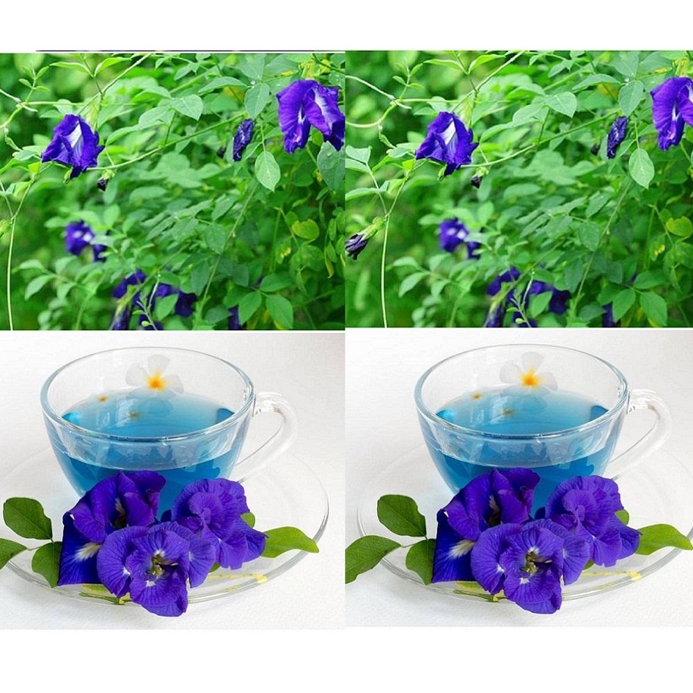 Hoa đậu biếc gói 50gr