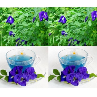 Hoa đậu biếc gói 50gr