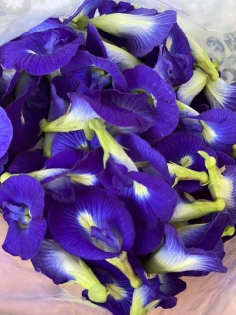 [Mã GROSALEHOT giảm 8% đơn 250K] { 100G } HOA ĐẬU BIẾC SẤY KHÔ | BigBuy360 - bigbuy360.vn