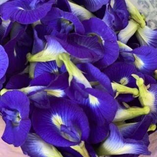 [100G] HOA ĐẬU BIẾC SẤY KHÔ