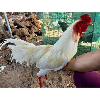 NGHỆ ĐỎ NGUYÊN CHẤT CHO GÀ