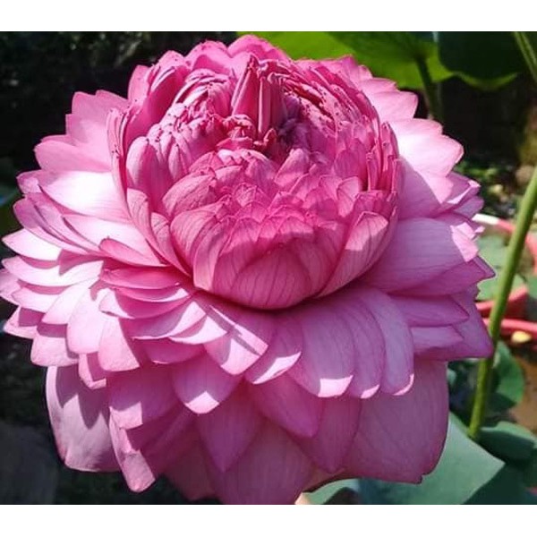 5h hạt giống sen bách diệp - Mix màu ( Nelumbonaceae )