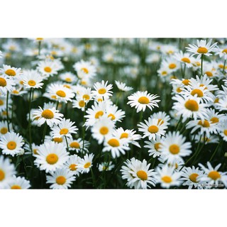 --- Hạt Giống Hoa Cúc Chi Trắng chất, giá rẻ.