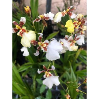 [Hàng lá] Vũ nữ bạch ngọc hàng