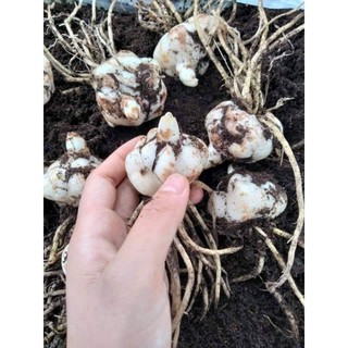 combo 14 củ ly lùn thơm đủ màu