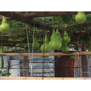 Combo 2 Gói Hạt Giống Bầu Hồ Lô