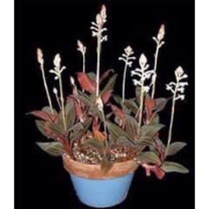 Hoa Lan quý hiếm kim tuyến sỉ 5k