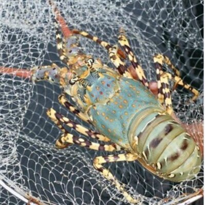 Tôm hùm bông Việt Nam loại đặc biệt, giao sống tận nơi, size tôm lớn 1-1,2kg/con