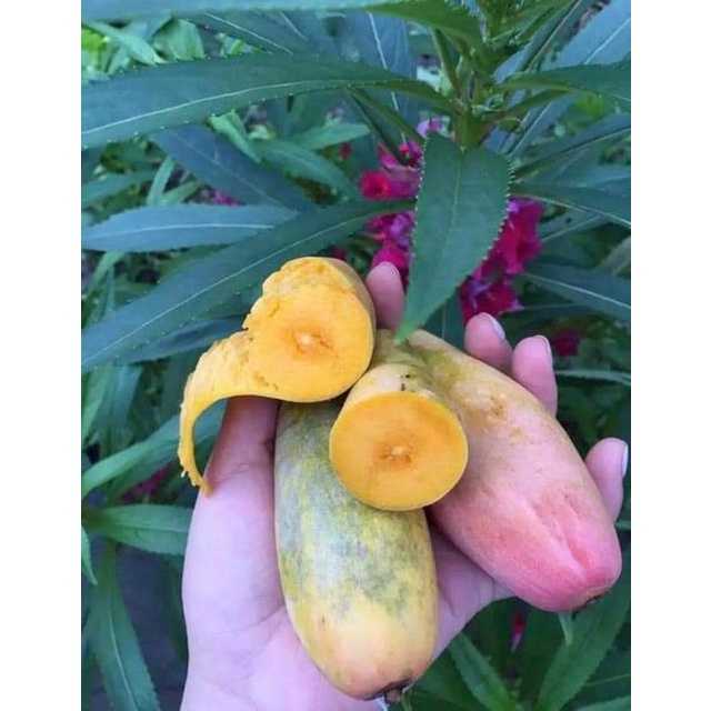 Cây giống xoài ớt tí hon