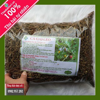 500g cà gai leo khô giải độc gan Cty Thảo Dược Số 1