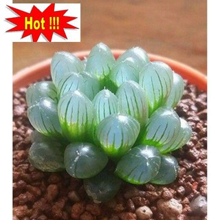 10 hạt giống sen đá kim cương