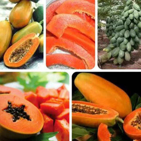 Hạt Giống Đu Đủ Lùn Ruột Đỏ Trái To F1  - Ngọt, Dinh Dưỡng, Năng Suất Cao - MUA 3 TẶNG 1 CÙNG LOẠI