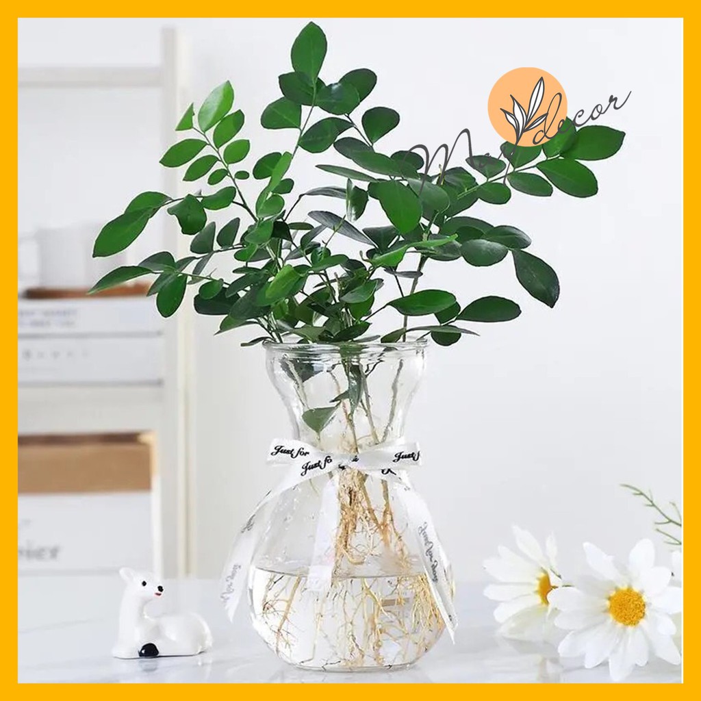 [Mã LIFEHL19DP giảm 10% đơn 0đ] Bình Bông Lọ Hoa Thủy Tinh Miệng Loe Maydecor lọ hoa thuỷ sinh LH045