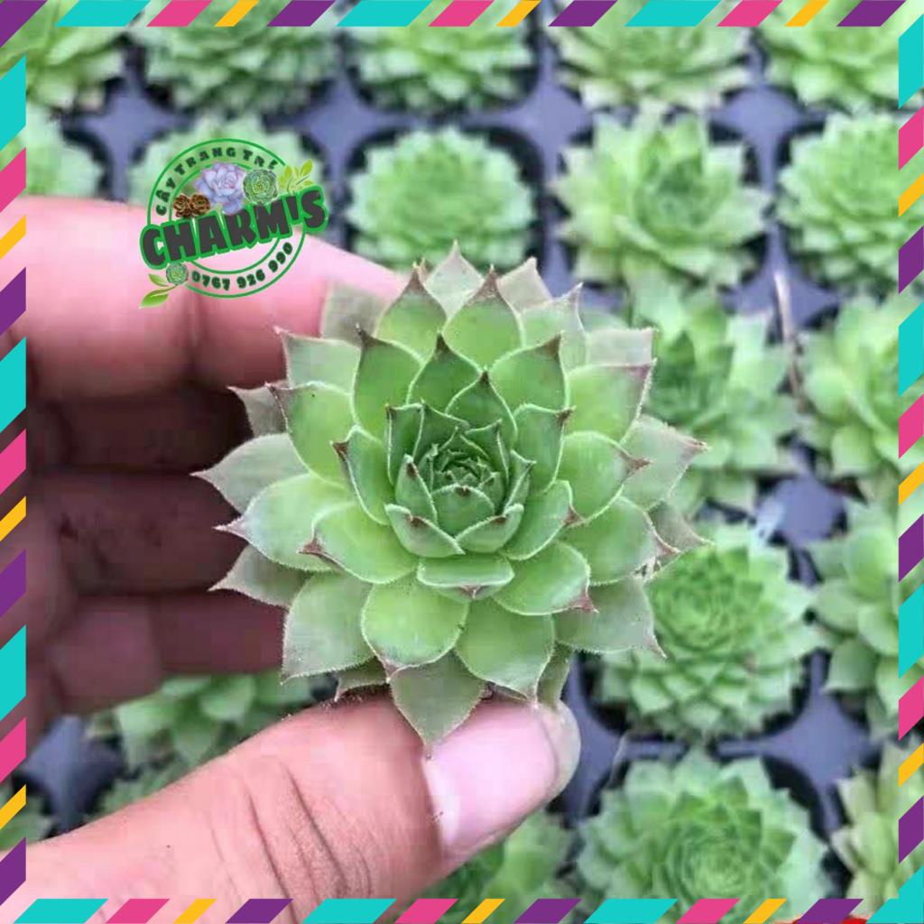 -  - Sen Đá Phật Bà size MINI cực dễ thương - ĐÃ thuần khí hậu MAYAA