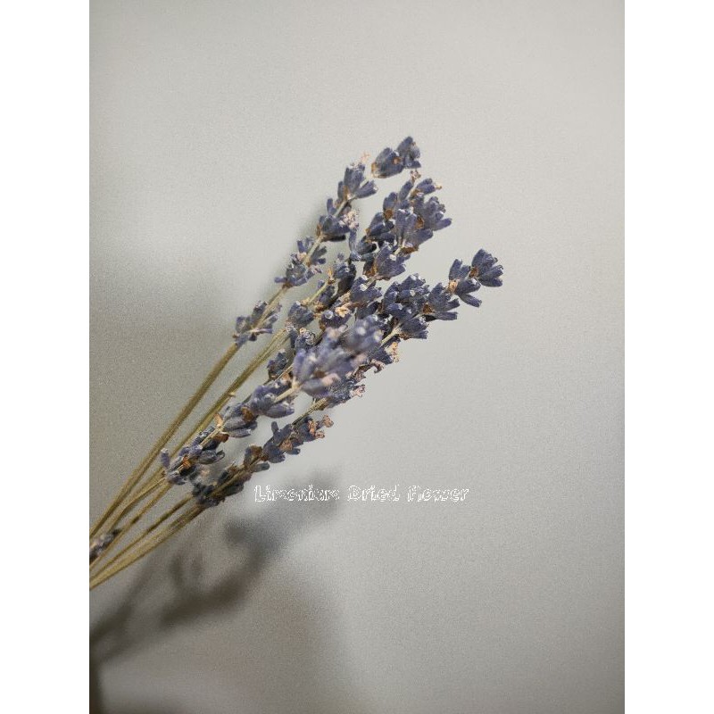 ♥️ 1 CÀNH Hoa Khô Lavender ♥️ decor, trang trí, chụp ảnh sản phẩm