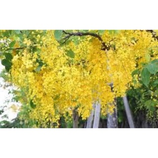 Cây giống hoàng hậu/cây muồng hoàng yến/ osaka-Trang trí sân vườn-Phong thuỷ-Cây hoa kiểng Đồng Tháp