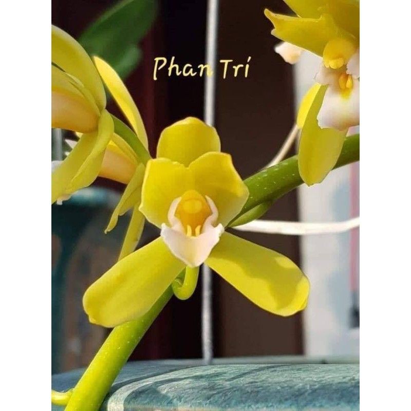 Lan kiếm Phan Trí _Hoàng Long gieo hạt 1 cây