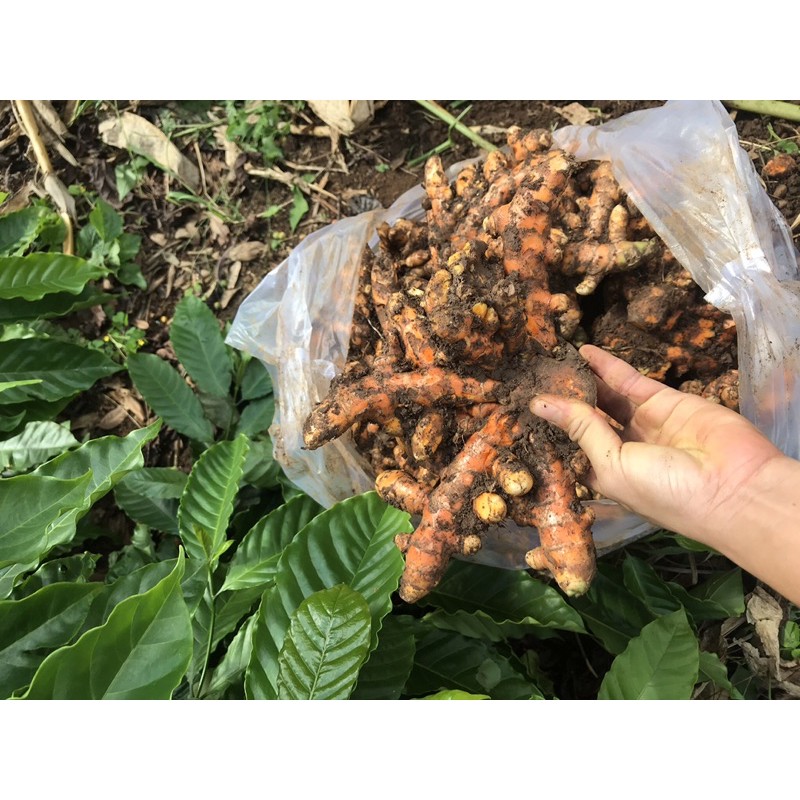 nghệ tươi ban mê