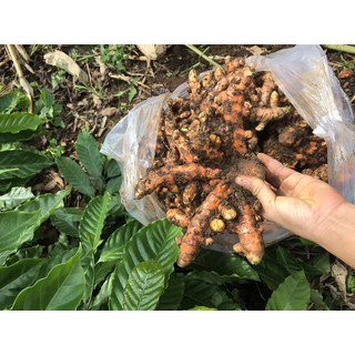 nghệ tươi ban mê