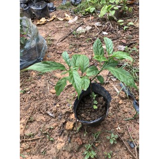 cây giống dạ ngọc minh châu 30cm