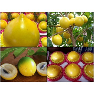 cây vú sữa hoàng kim