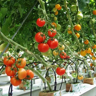 25 HẠT GIỐNG CÀ CHUA QUẢ TO