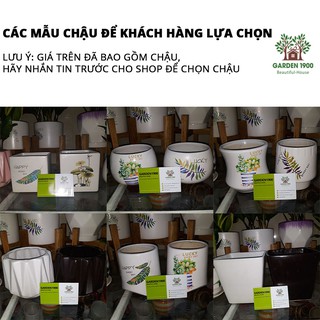 Cây bình an - Cây nội thất văn phòng