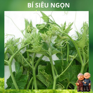 20gr - hạt giống bí siêu ngọn