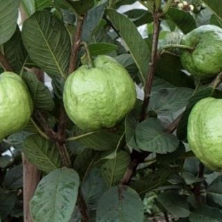 Cây ổi nữ hoàng