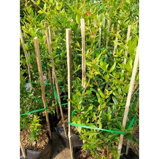 Giống cây lựu đỏ cây lớn