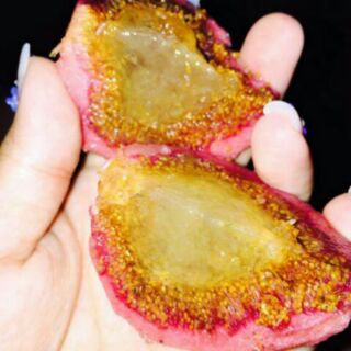 Cây sung mật cây chiết