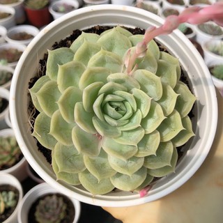 Sen đá Ngọc bích size trung